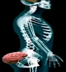 Medium brain